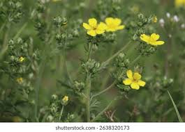 Attēlu rezultāti vaicājumam “Potentilla argentea leaf”