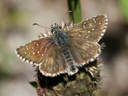 Attēlu rezultāti vaicājumam “Pyrgus serratulae upperside”