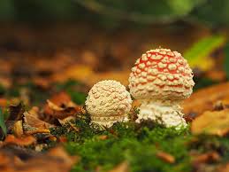 Image result for vliegenzwam