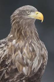 Attēlu rezultāti vaicājumam “Haliaeetus albicilla”