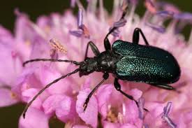 Attēlu rezultāti vaicājumam “Gaurotes virginea”