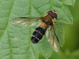 Attēlu rezultāti vaicājumam “Leucozona glaucia”