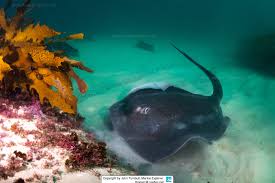 Image result for Bathytoshia centroura