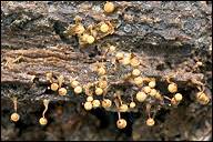 Attēlu rezultāti vaicājumam “Cribraria sp.”