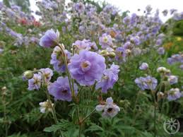 Image result for Geranium `Summer Skies`