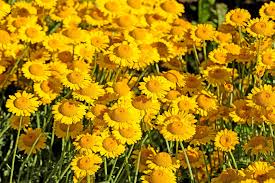 Image result for Anthemis tinctoria