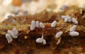 Attēlu rezultāti vaicājumam “Comatricha meandrispora macro”