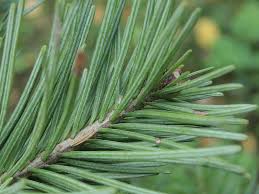 Attēlu rezultāti vaicājumam “Abies sibirica”