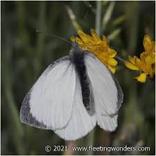Attēlu rezultāti vaicājumam “Pieris brassicae male”