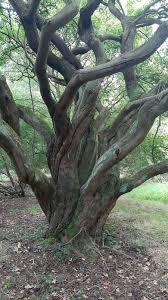 Attēlu rezultāti vaicājumam “Acer tataricum subsp. ginnala”