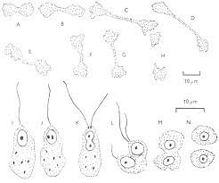 Attēlu rezultāti vaicājumam “Stemonitis herbatica spores”