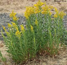 Attēlu rezultāti vaicājumam “Solidago virgaurea bud”