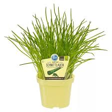 Image result for Schnittlauch