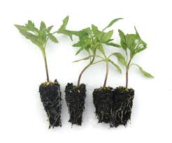 Afbeeldingsresultaat voor bloody butcher tomato