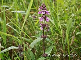 Attēlu rezultāti vaicājumam “Stachys palustris fruit”