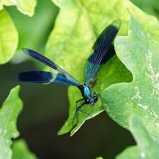 Attēlu rezultāti vaicājumam “Calopteryx splendens”