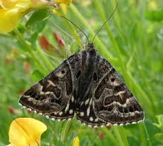 Attēlu rezultāti vaicājumam “Callistege mi”