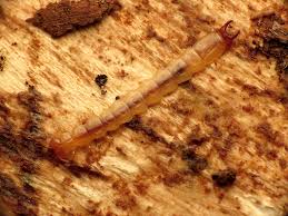 Attēlu rezultāti vaicājumam “Pyrochroidae larva”