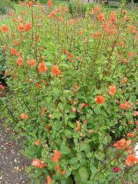 Image result for Alonsoa linearis