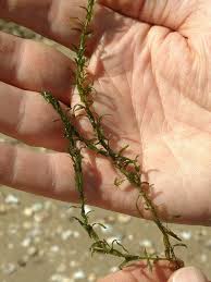 Attēlu rezultāti vaicājumam “Elodea canadensis leaf”