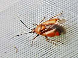 Attēlu rezultāti vaicājumam “Deraeocoris ruber”