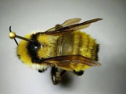Attēlu rezultāti vaicājumam “Bombus”
