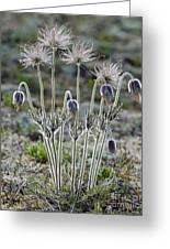 Attēlu rezultāti vaicājumam “Pulsatilla pratensis fruit”