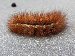 Attēlu rezultāti vaicājumam “Spilosoma lutea larva”