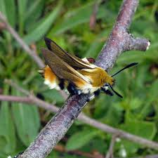 Attēlu rezultāti vaicājumam “Hemaris tityus”