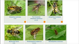 Attēlu rezultāti vaicājumam “Helophilus hybridus male”