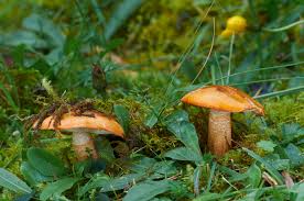 Attēlu rezultāti vaicājumam “Blepharostoma trichophyllum”