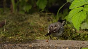 Attēlu rezultāti vaicājumam “Motacilla alba nest”