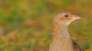 Attēlu rezultāti vaicājumam “Crex crex adult”