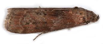 Attēlu rezultāti vaicājumam “Phycita roborella”