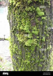 Attēlu rezultāti vaicājumam “Zygodon rupestris”