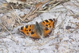 Attēlu rezultāti vaicājumam “Nymphalis polychloros”