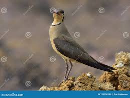 Image result for Glareola maldivarum