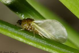 Attēlu rezultāti vaicājumam “Adelges laricis nymph”