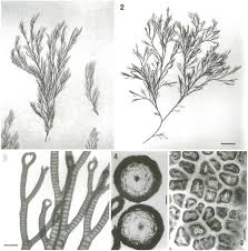 Attēlu rezultāti vaicājumam “Ceramium sp.”