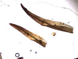 Attēlu rezultāti vaicājumam “Schistidium dupretii”