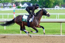 Image result for Fisher Equestrian