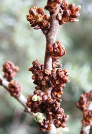 Attēlu rezultāti vaicājumam “Hippophae rhamnoides female flower”