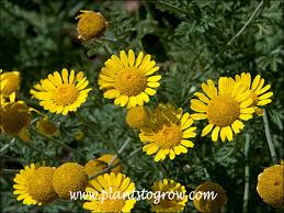 Image result for Anthemis tinctoria