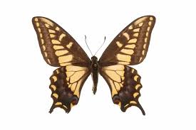 Attēlu rezultāti vaicājumam “Papilio machaon upperside”