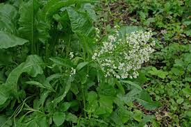 Attēlu rezultāti vaicājumam “Armoracia rusticana leaf”