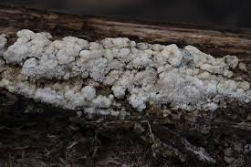 Attēlu rezultāti vaicājumam “Hyphodontia barba-jovis”