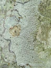 Attēlu rezultāti vaicājumam “Pertusaria pertusa”