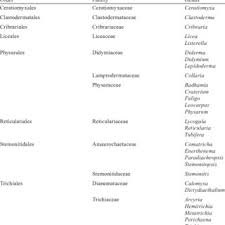 Attēlu rezultāti vaicājumam “Hemitrichia chrysospora young”