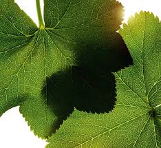 Attēlu rezultāti vaicājumam “Alchemilla vulgaris aggr. leaf”