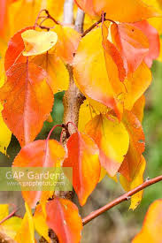 Attēlu rezultāti vaicājumam “Prunus armeniaca leaf”